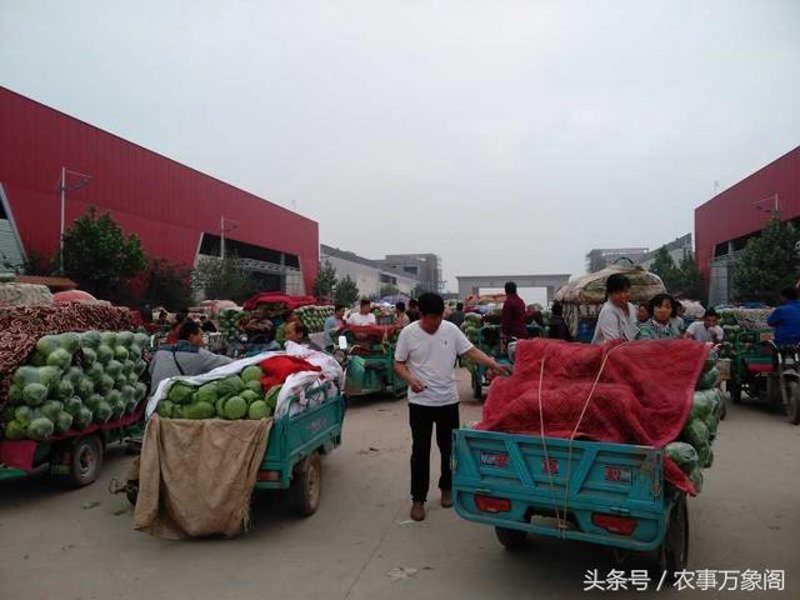 水果批发：打造健康生活的秘密武器